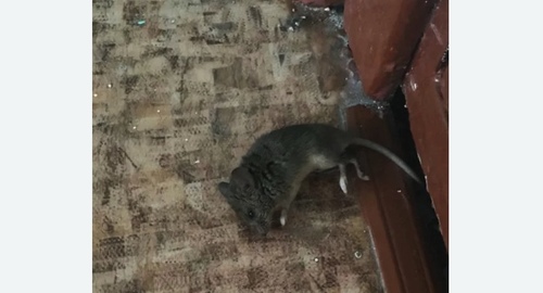 Дезинфекция от мышей в Ново-Переделкино города Москвы